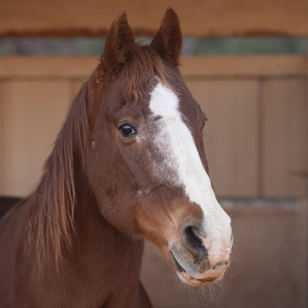 Rudy - Quarterhorse