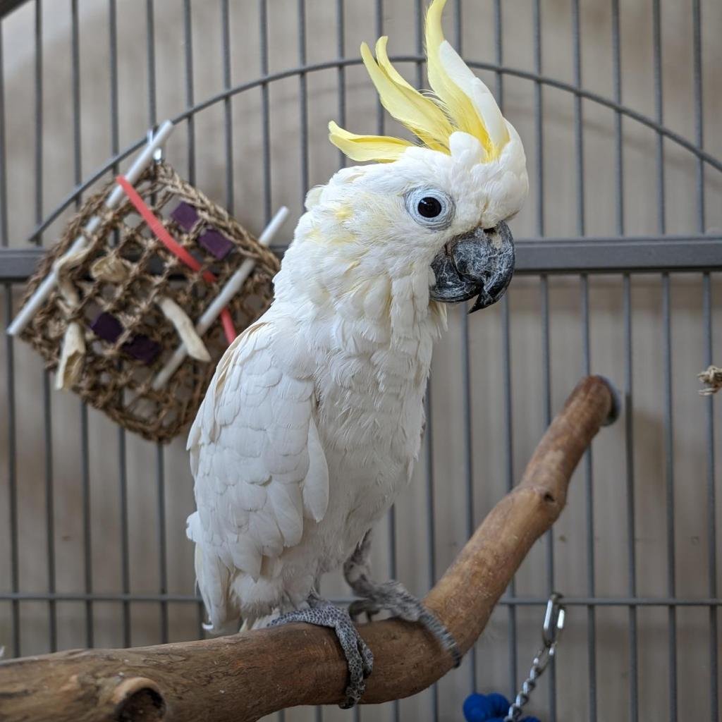 Bunny - Cockatoo