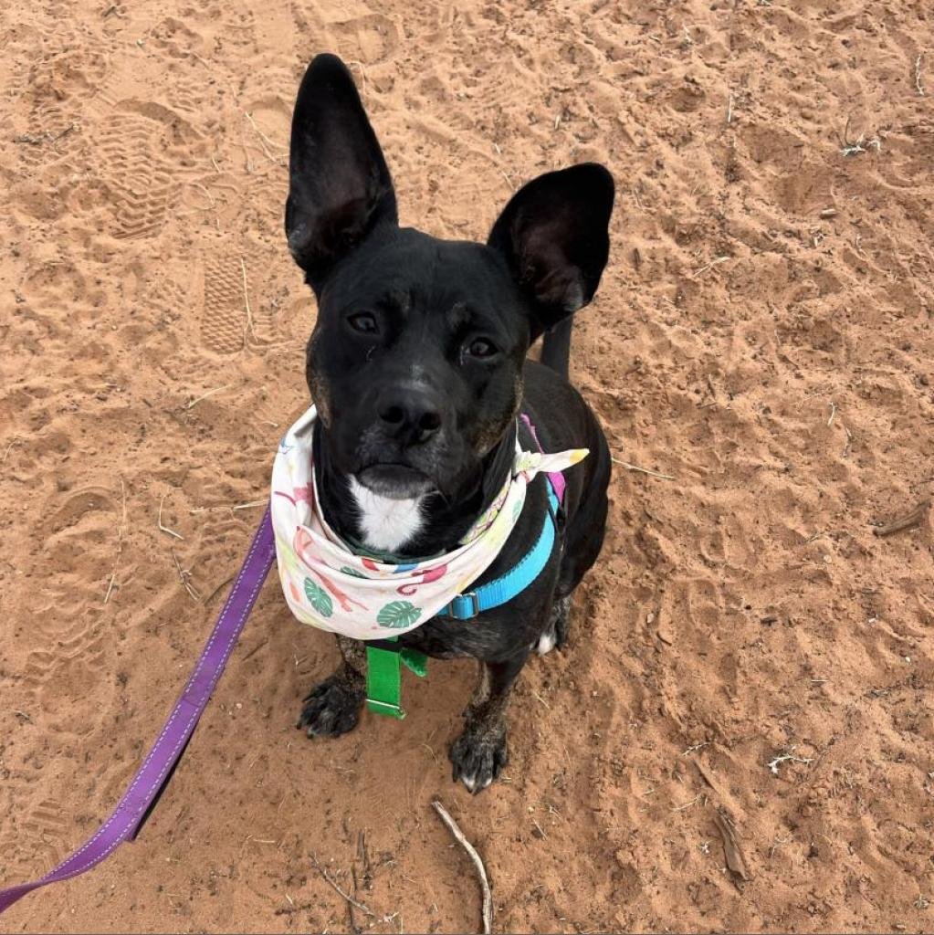 Katniss - Australian Cattle Dog/Blue Heeler / American Pit Bull Terrier / Mixed