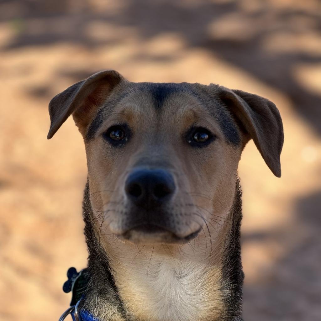 Lime - German Shepherd Dog / Hound / Mixed