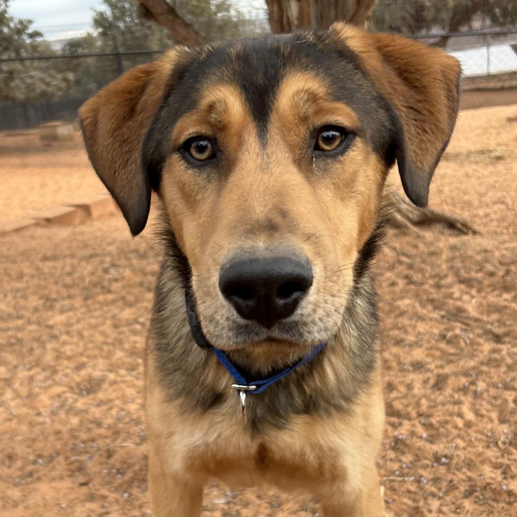 Forest - German Shepherd Dog / Hound / Mixed