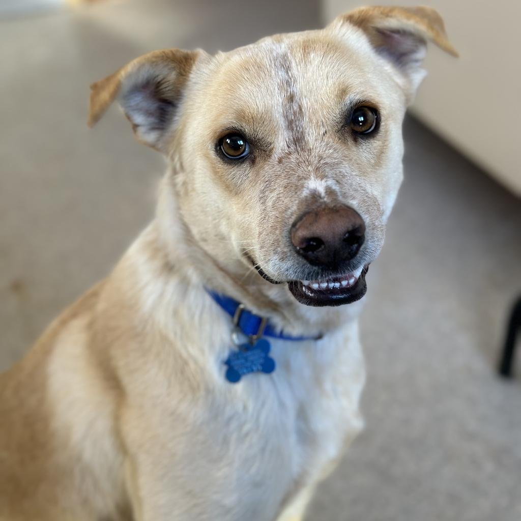 Sled - Labrador Retriever / Mixed