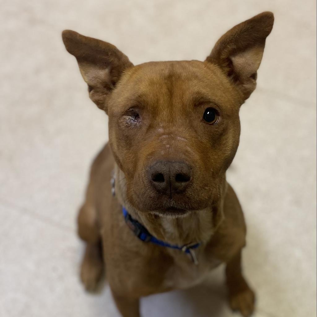 Toboggan - Pit Bull Terrier / Mixed