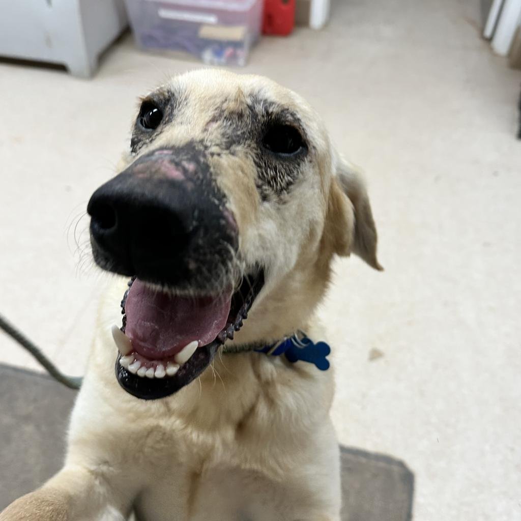 Stew Leonard - Labrador Retriever / Mixed