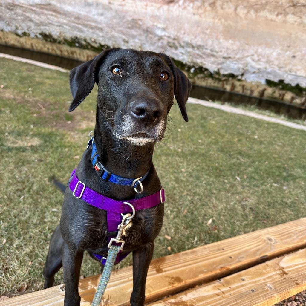 Salma - Black Labrador Retriever / Mixed