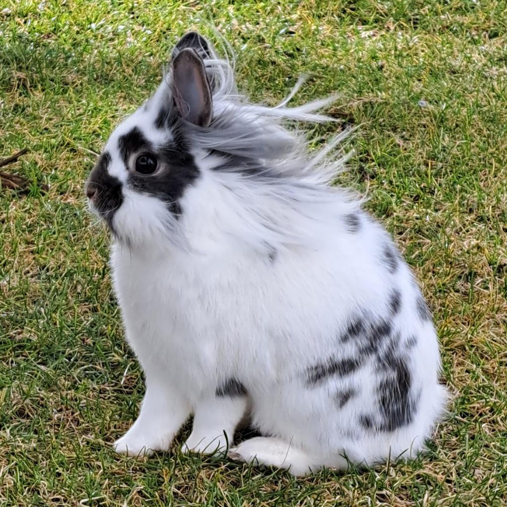 Gordo - Lionhead