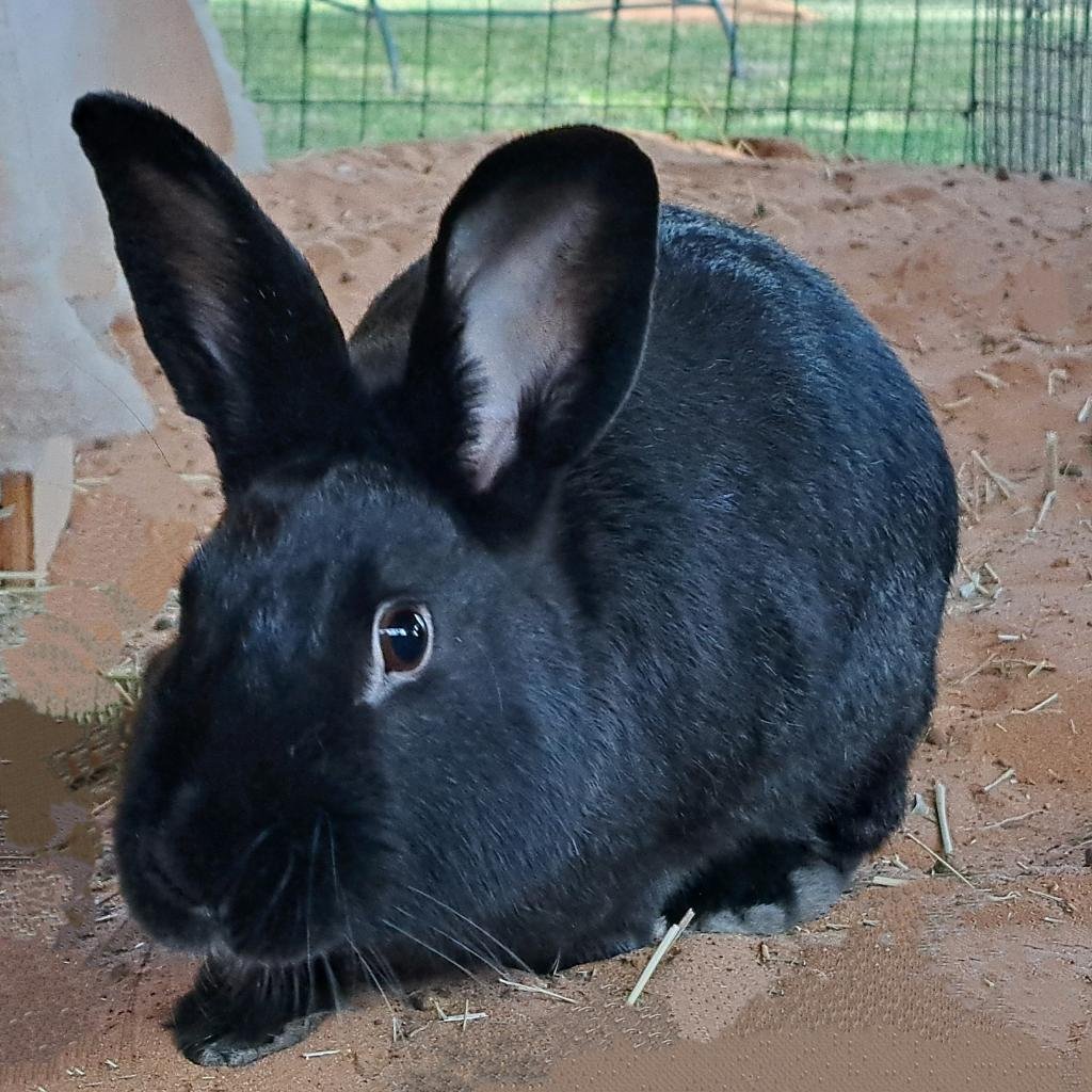 Adoptable Male Male