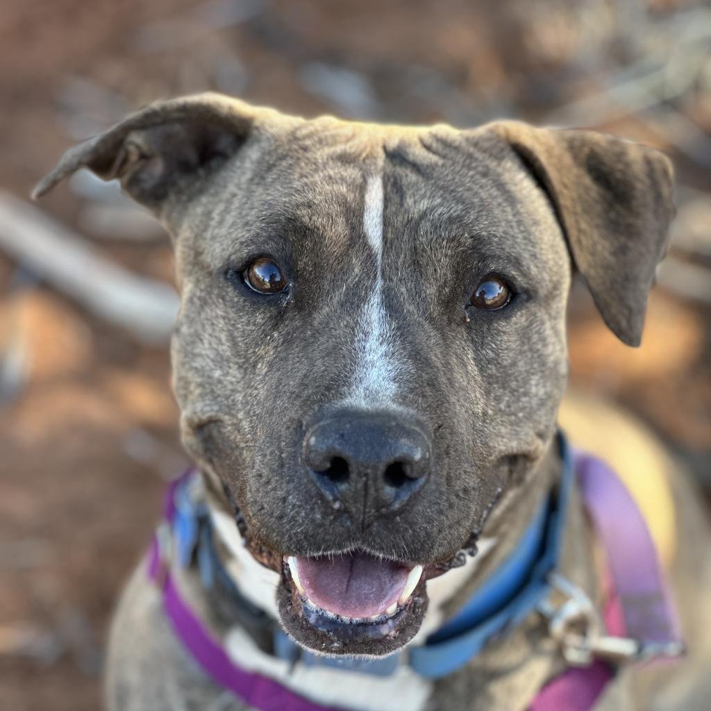 Lennie - Pit Bull Terrier / Mixed