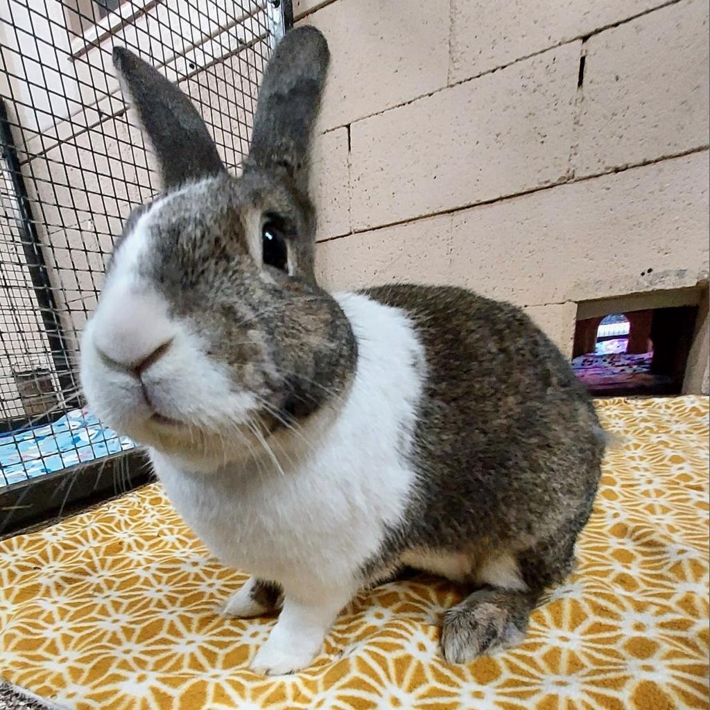 Adoptable Male Male