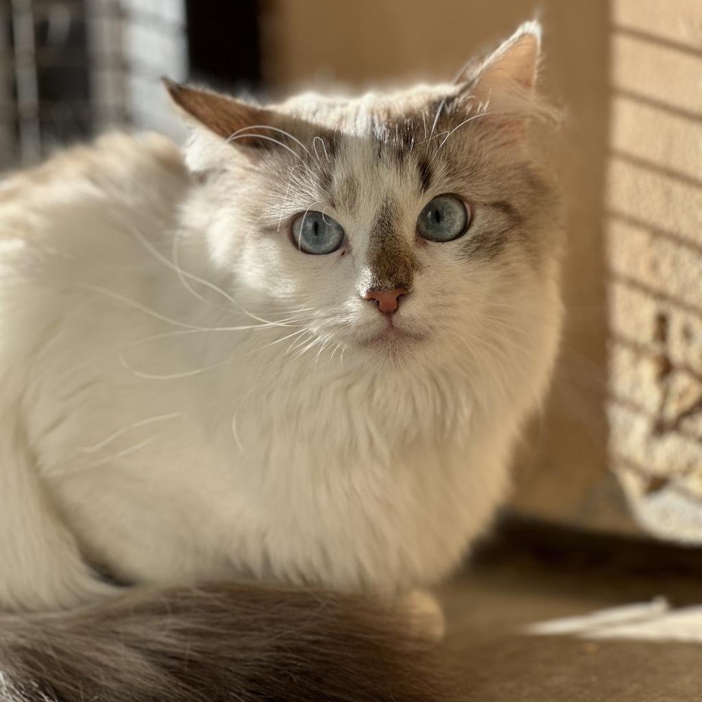 Gemma - Domestic Medium Hair / Ragdoll / Mixed