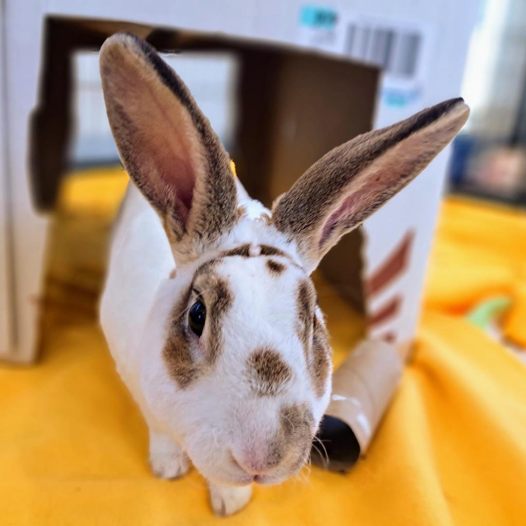 Eddie Rabbit - Rhinelander / Rex / Mixed