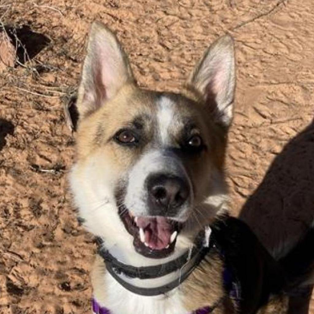 Ridley - Australian Shepherd / Mixed