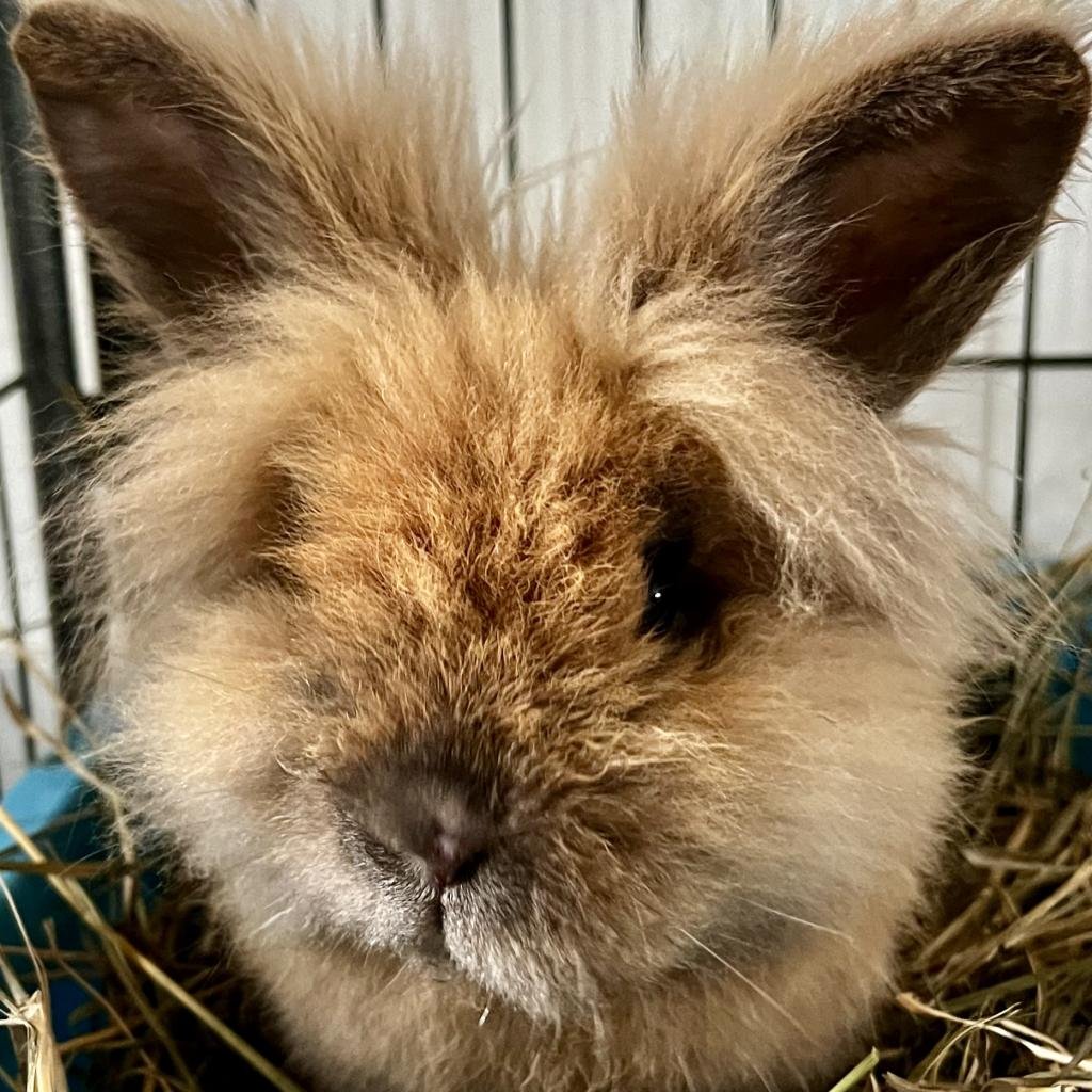 Floyd - Lionhead / Netherland Dwarf / Mixed