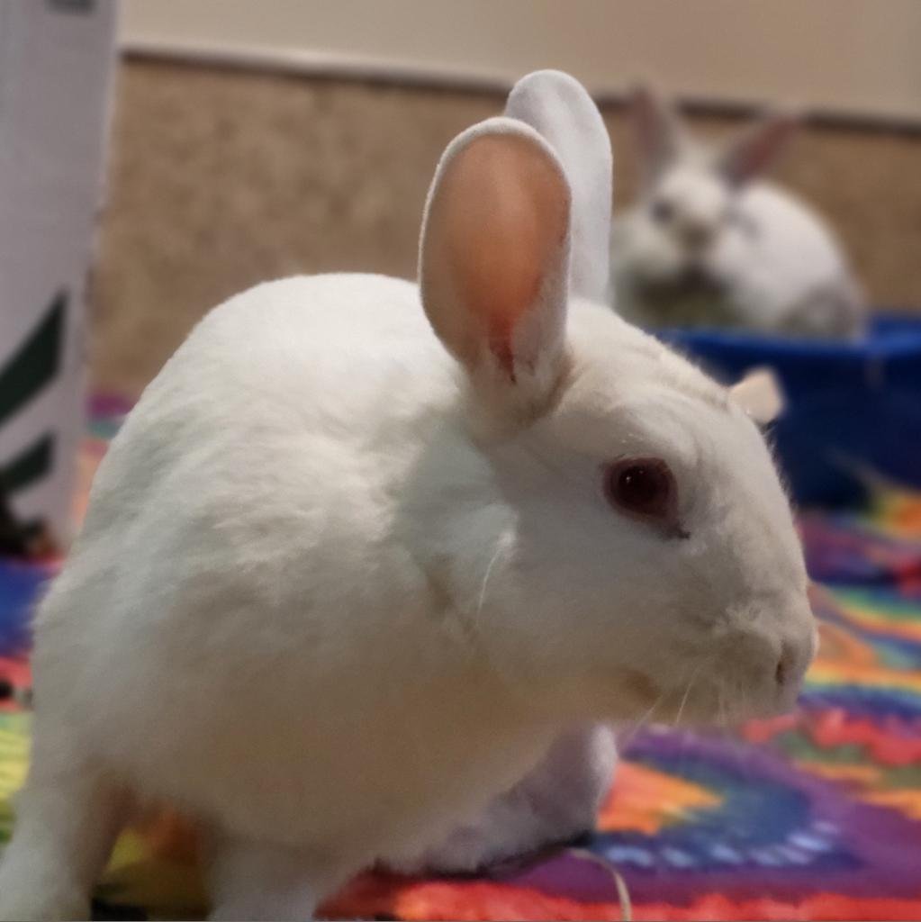 Adoptable Female Female