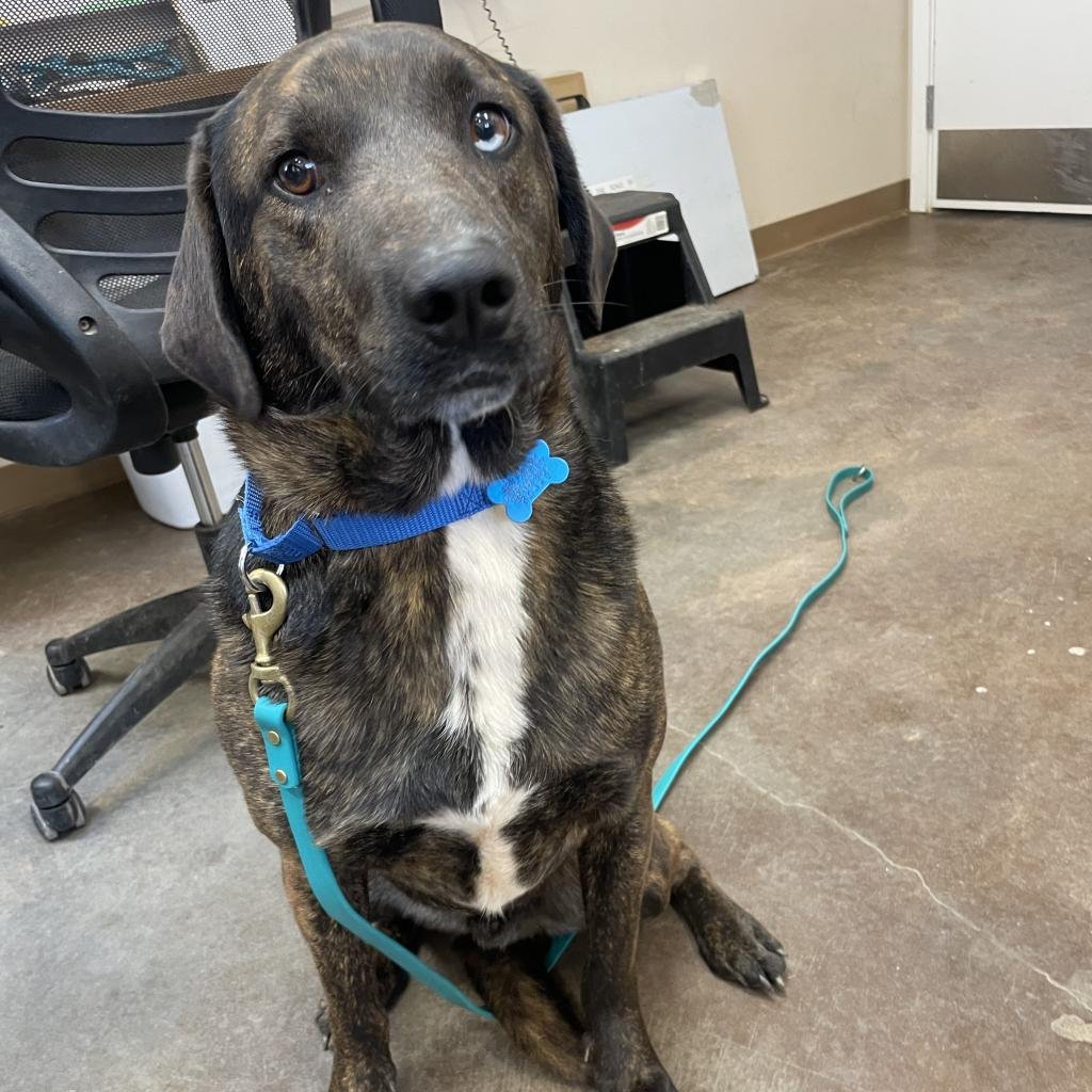 Craig - Plott Hound / Shepherd / Mixed