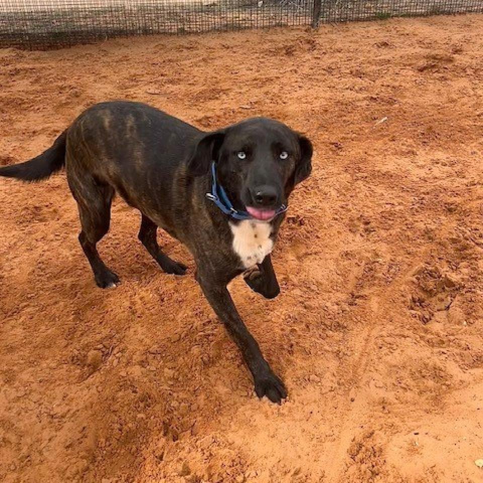 Twinkle Toes - Plott Hound / Mixed