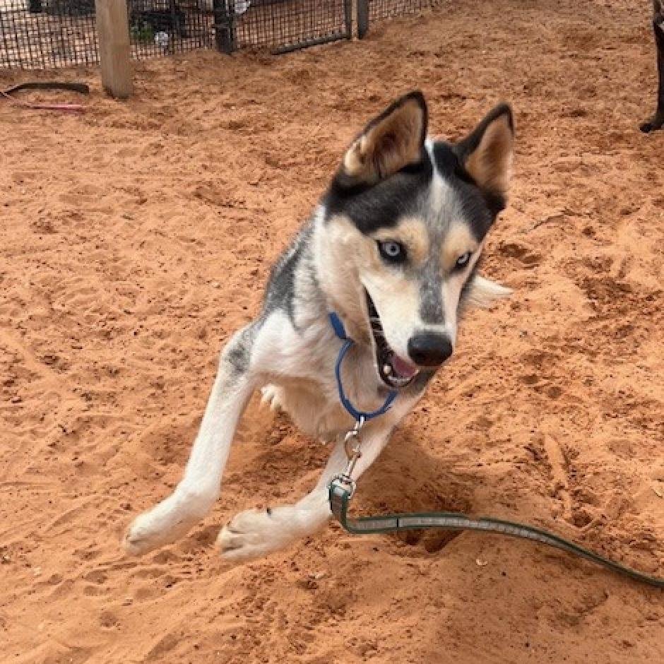 Hei Hei - Husky / Mixed