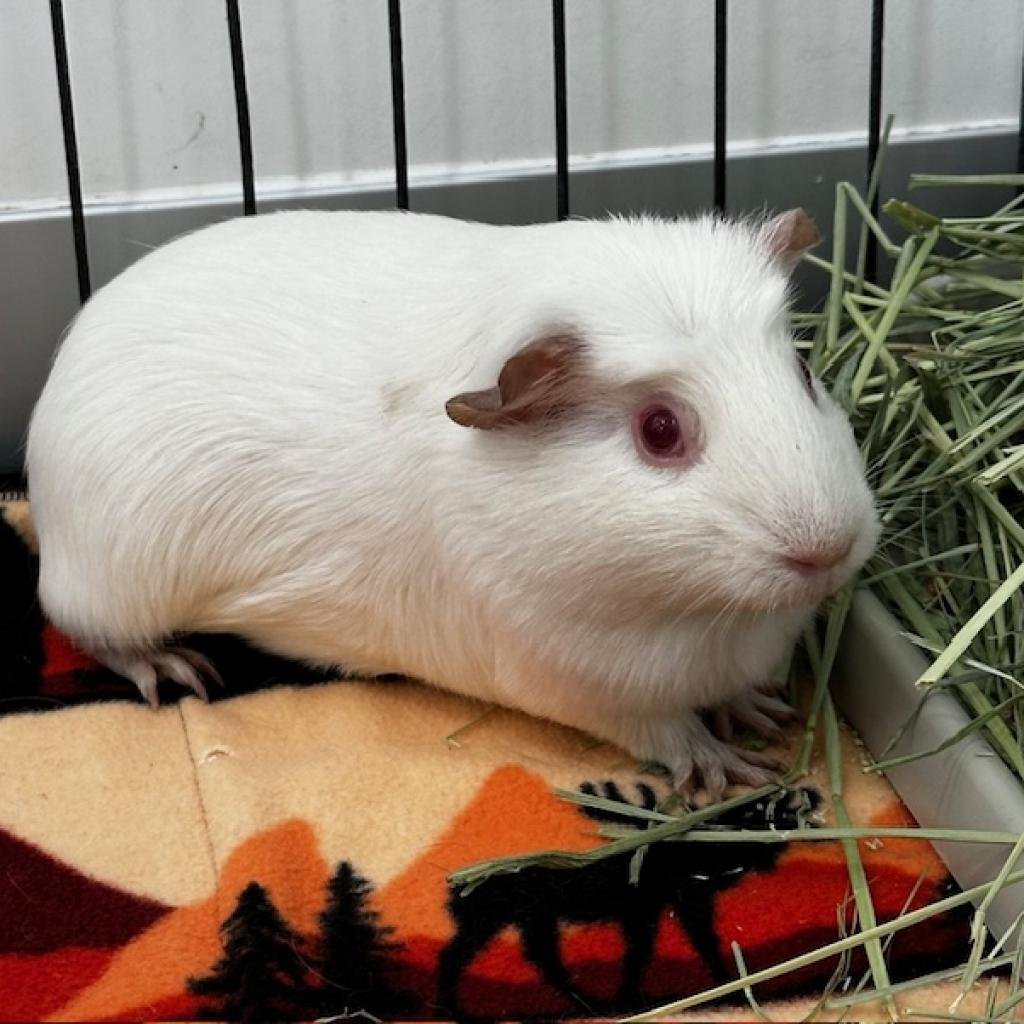 Taylor - Guinea Pig