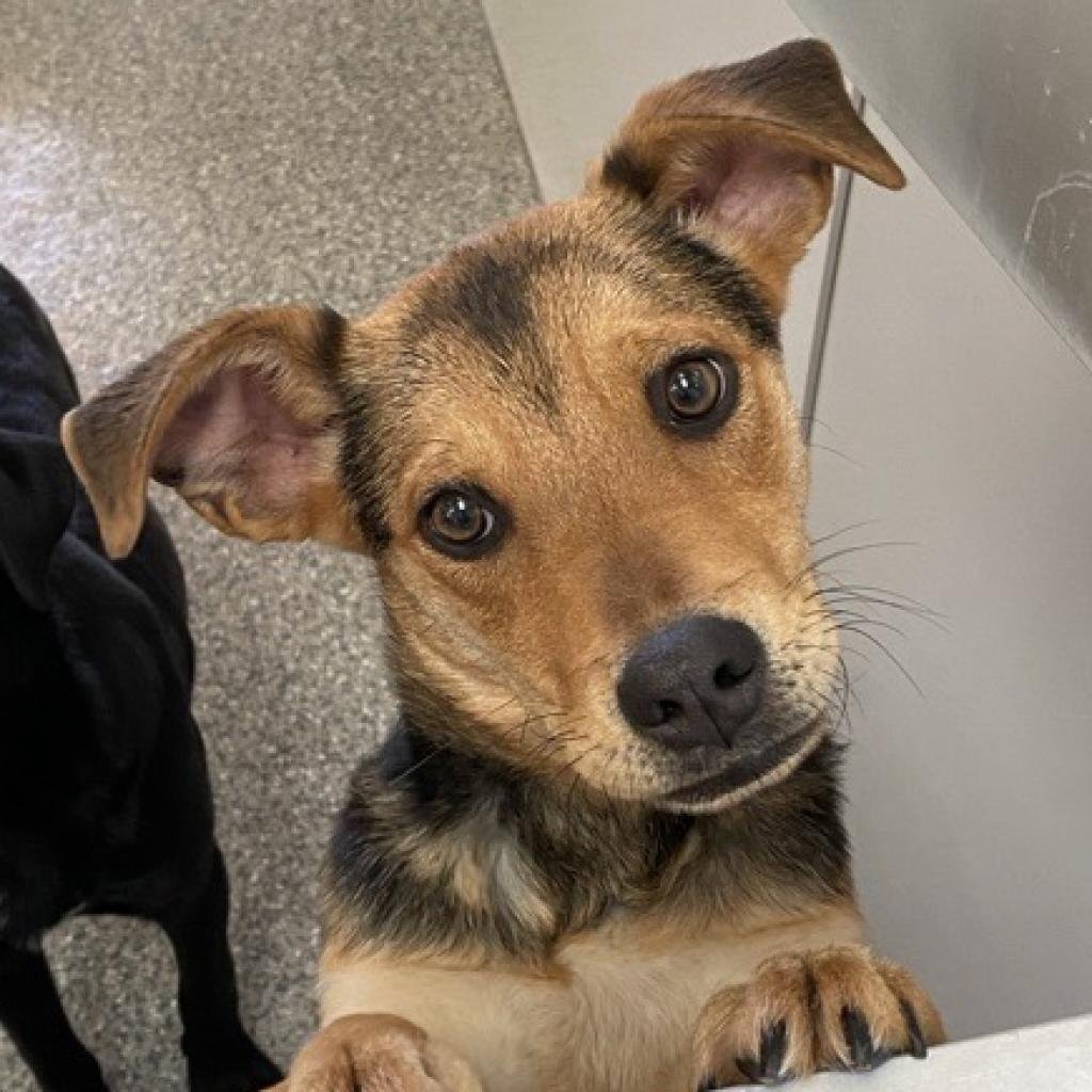 Edgy - Labrador Retriever / Mixed