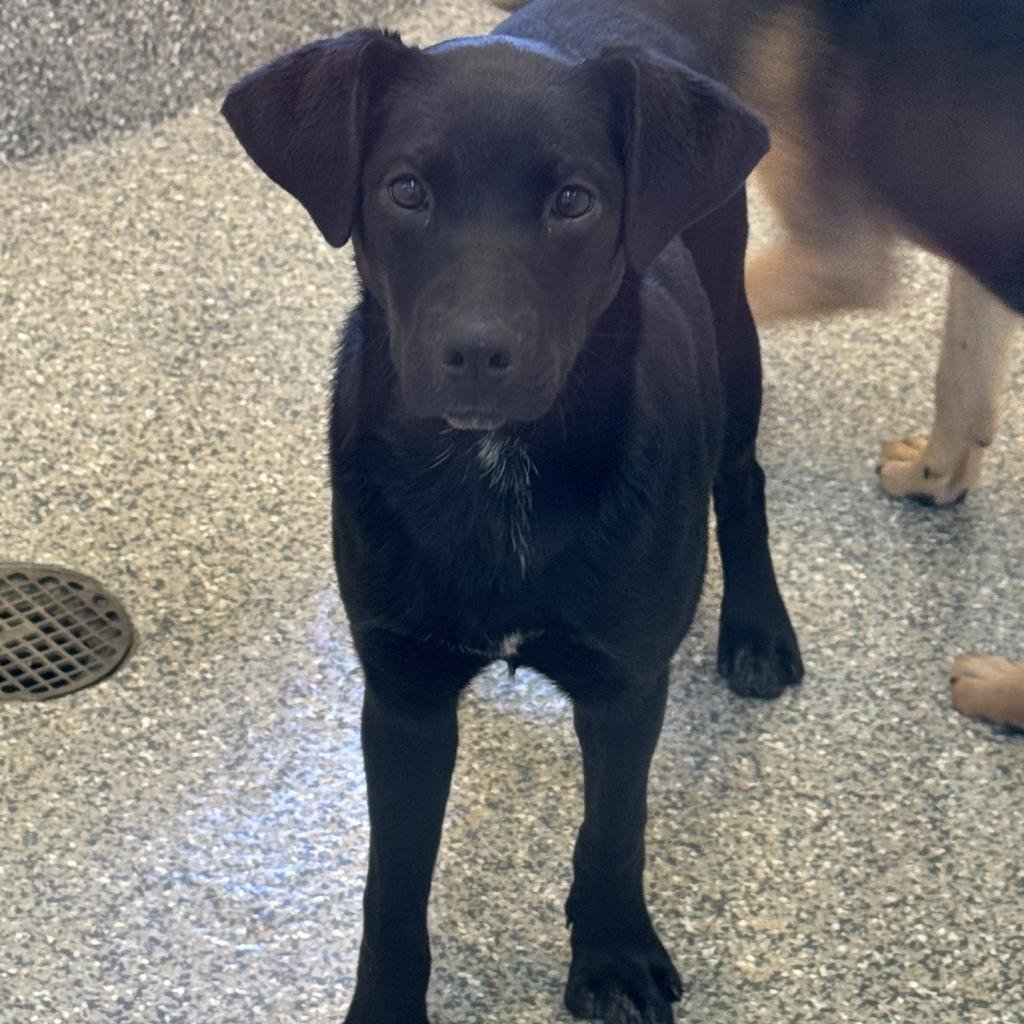 Stealthy - Labrador Retriever / Mixed