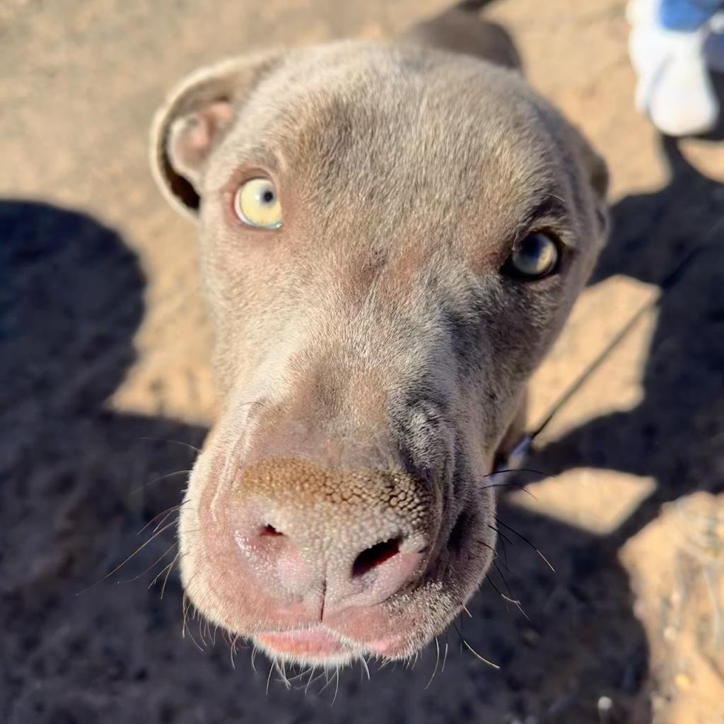 Boomer - American Pit Bull Terrier / Mixed