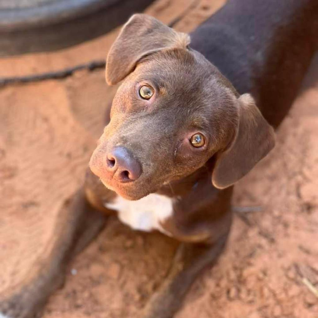 Simi - Labrador Retriever / Mixed