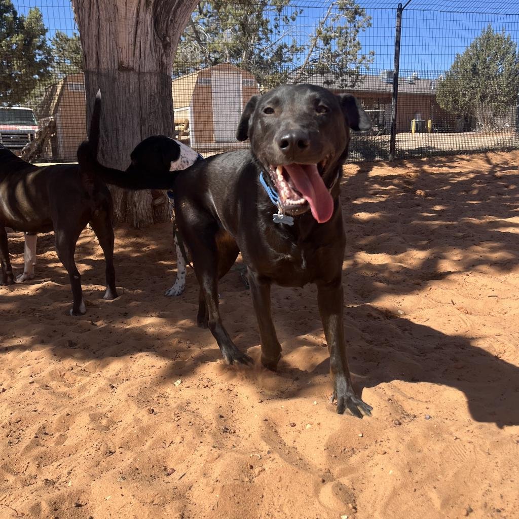 Beatrice - Labrador Retriever / Mixed