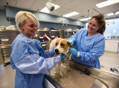 Two smiling people examining a dog together