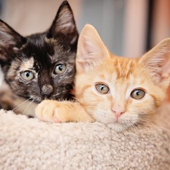 Tortoiseshell and orange tabby kittens lying next to each other