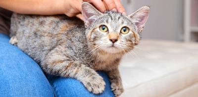 Tabby kitten sitting on a person's lap in a home