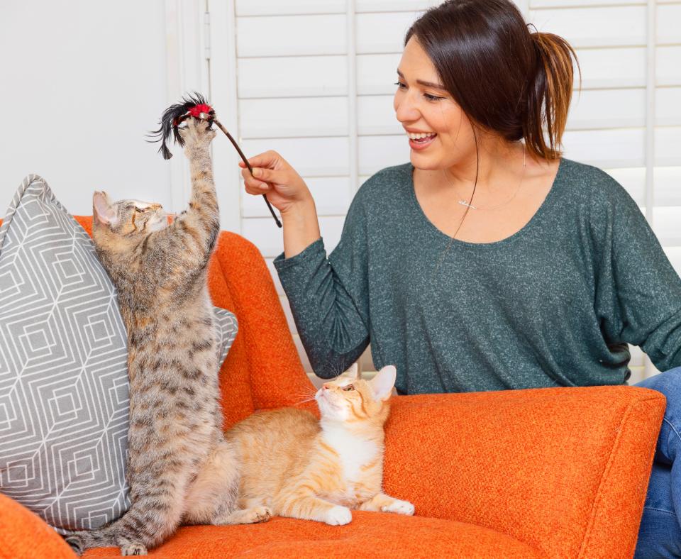 Smiling person playing with two kittens