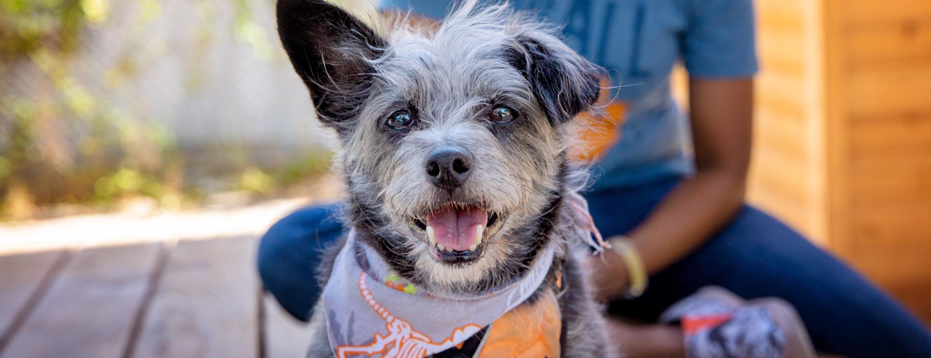 Small grey and black dog smiling