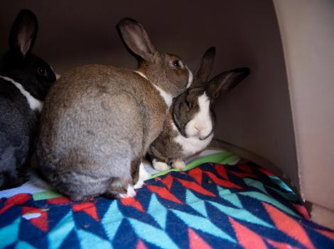 Ash, Basil, and Cedar the rabbits in an enclosure and on a multicolored blanket