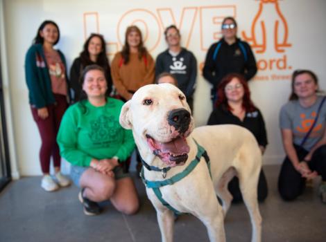 Atkins the white dog in front of a group of people when moving into the Shipley Dog Lodges