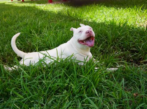 Baby Girl the white dog, smiling with tongue out, lying in green grass