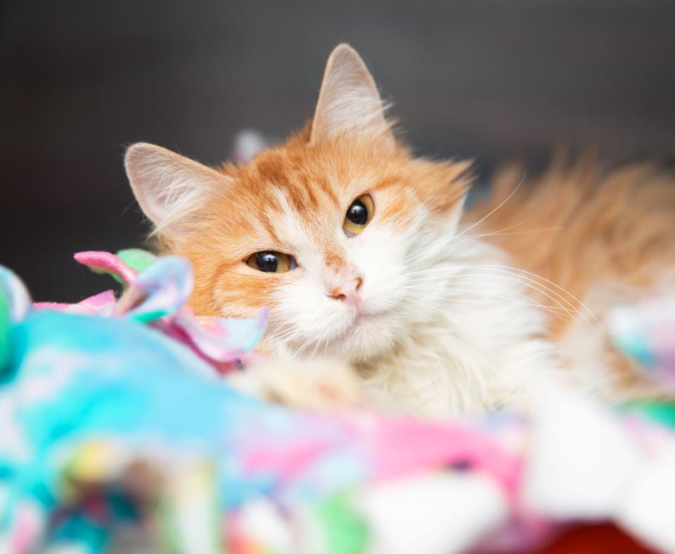 Orange and white cat lying on some multi-colored blankets