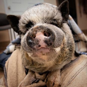 Black and white pig looking at camera