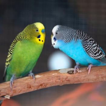 Two small birds facing each other on a branch