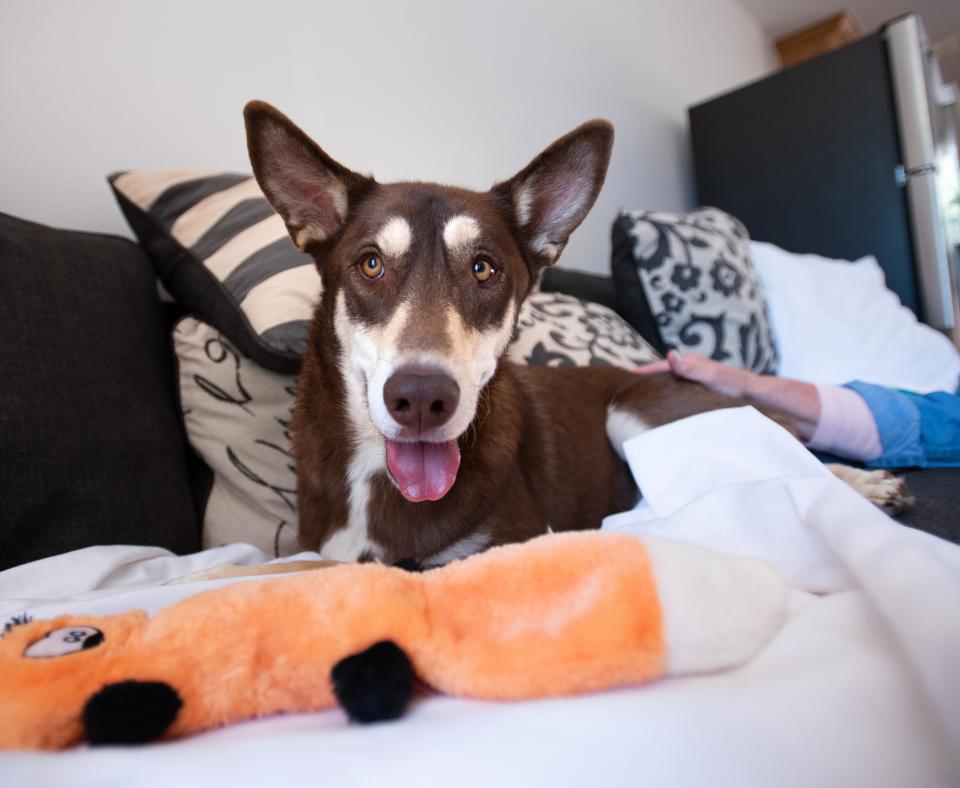 dog on sofa with pillow