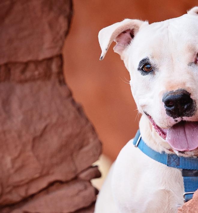 dog in red rock