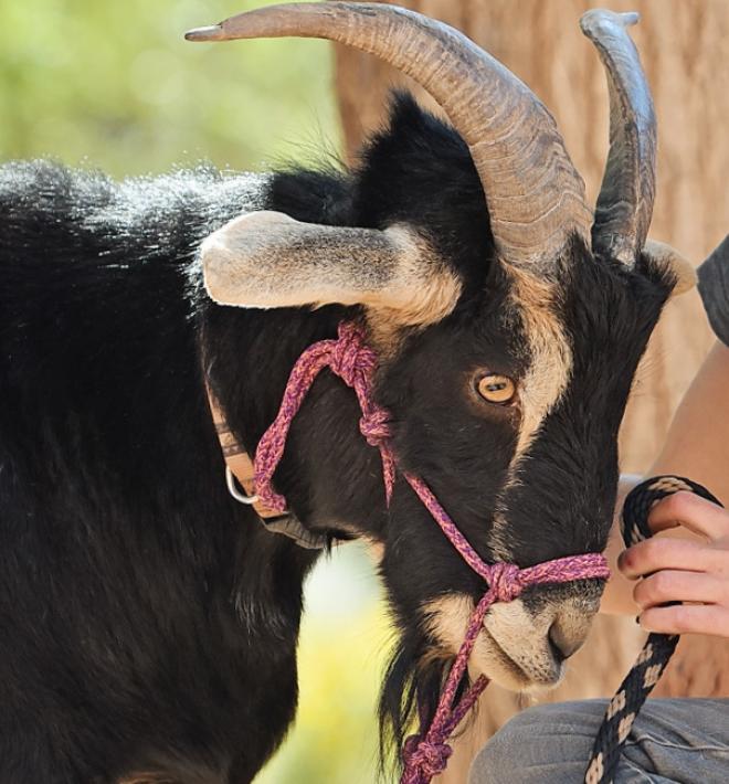 woman with goat