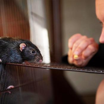 Smiling person feeding a rat