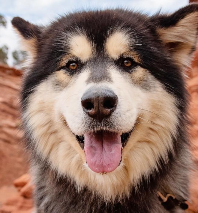 black and white husky in canyon