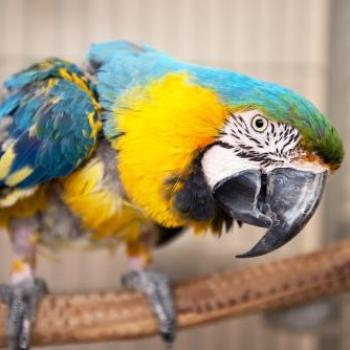 Colorful parrot on a branch tilting its head