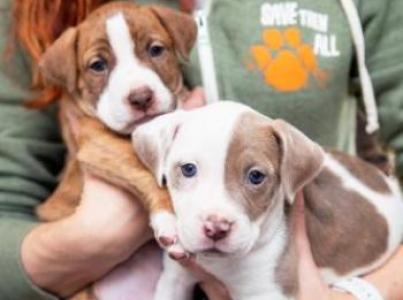 Two small puppies being held in person's arms