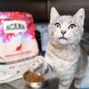 Kitten in front of a big bag of cat food