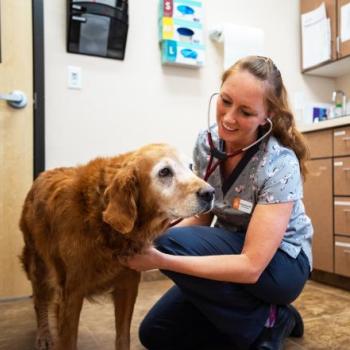 Dog getting an exam at the clinic at Best Friends Animal Sanctuary