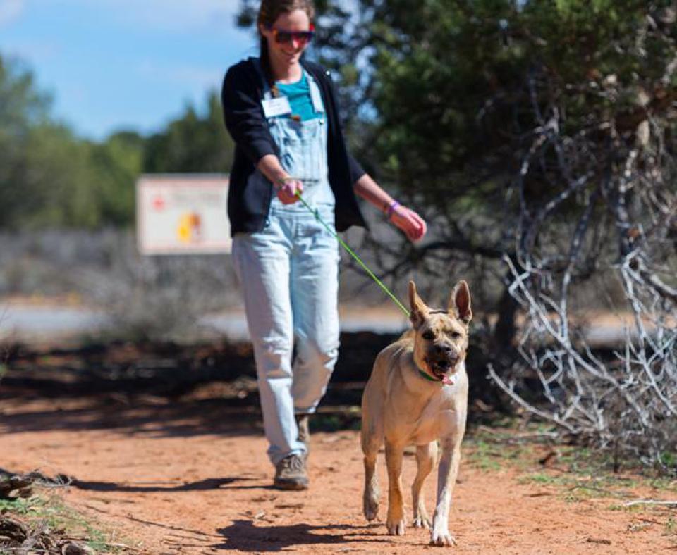 Person walking with a dog in Utah desert