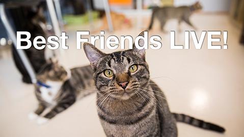 Tabby cat looking forward with cats behind him