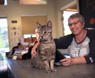 Cat on the checkout counter at the Best Friends Store